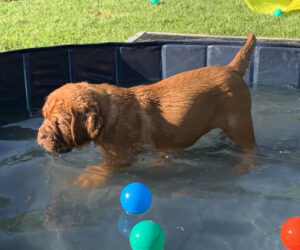 Cucciolo Dogue de Boardeaux in piscina