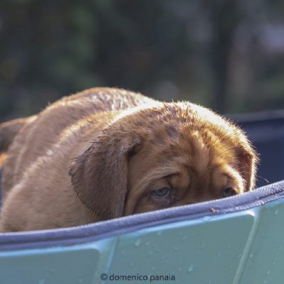 Cucciolo nascosto in piscina
