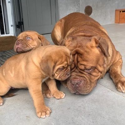 Cuccioli e mamma
