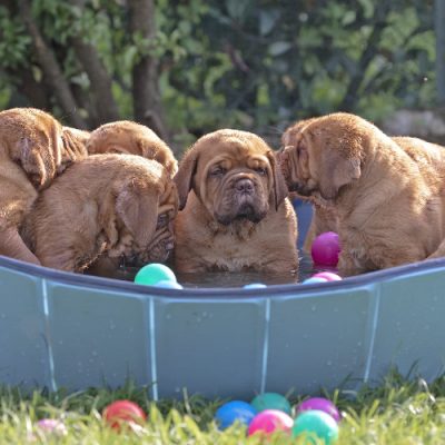 Cuccioli Dogue de Boardeaux in piscina