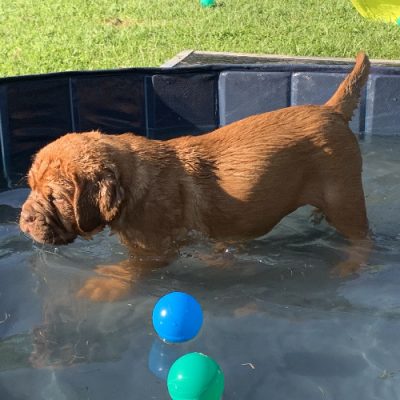 Cucciolo Dogue de Boardeaux in piscina